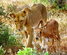 Lioness and her adopted Oryx "cub"